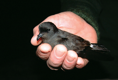 European Storm-petrel Hydrobates pelagicus
